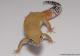 Sold - White & Yellow Tangerine het Radar Female Leopard Gecko For Sale M17F62080617F 1