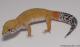 Sold - White & Yellow Tangerine het Radar Female Leopard Gecko For Sale M17F62080617F