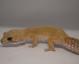 Sold - Super Hypo Tangerine Carrot-tail Baldy Female Leopard Gecko For Sale (Proven) 1