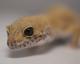 Sold - Super Hypo Tangerine Carrot-tail Baldy Female Leopard Gecko For Sale (Proven) 2