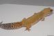 Sold - Super Hypo Tangerine Carrot-tail Baldy Female Leopard Gecko For Sale (Proven)