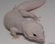 Holdback - Mack Snow Diablo Blanco Male Leopard Gecko For Sale 4