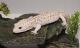 Sold - Mack Snow Radar Male Leopard Gecko For Sale