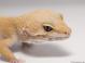 Sold - Super Hypo Tangerine Carrot-tail Baldy Female Leopard Gecko For Sale (SHTCTB051113F)