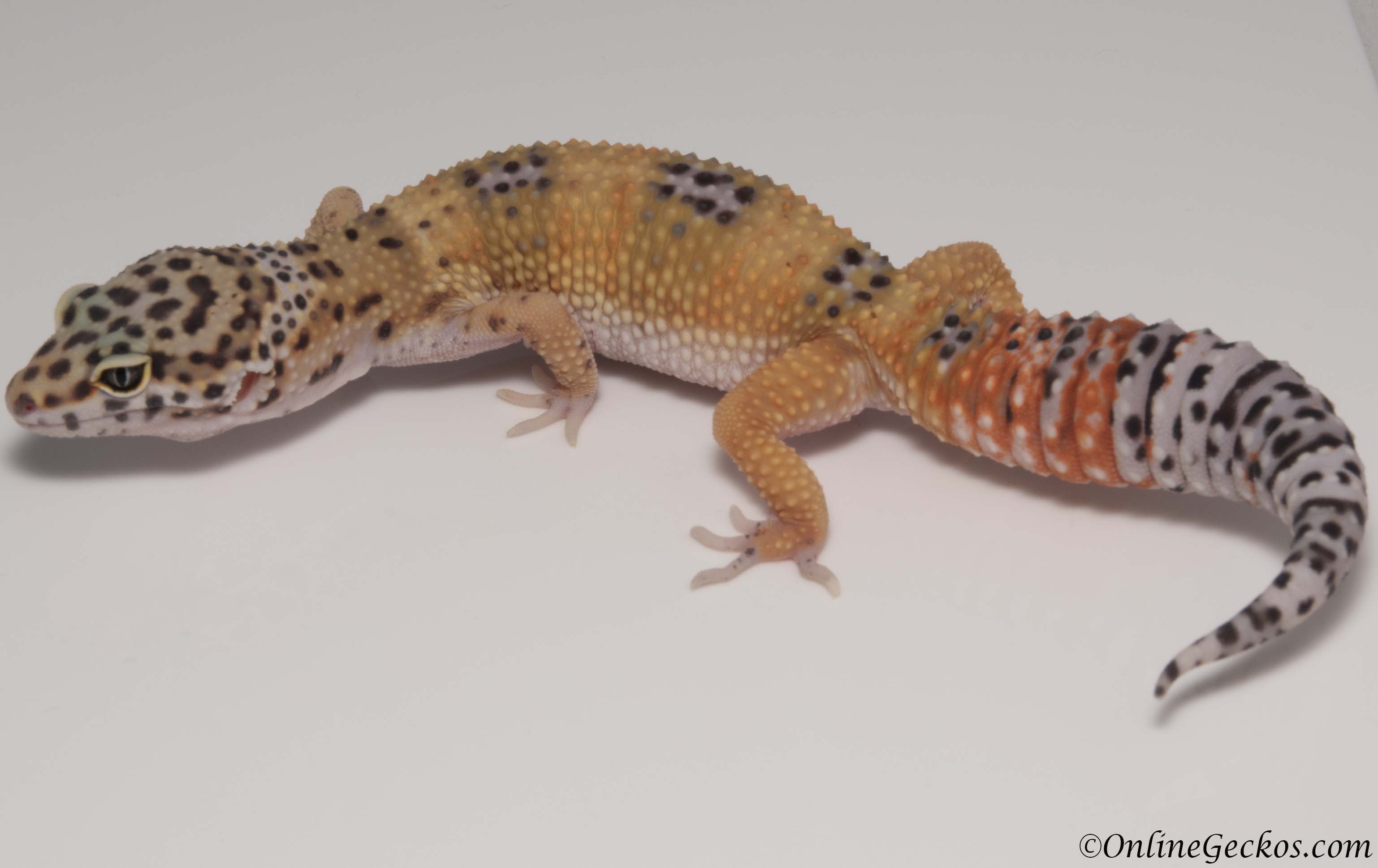 Sold - Giant Tangerine het Tremper Albino Female Leopard Gecko For Sale M25...