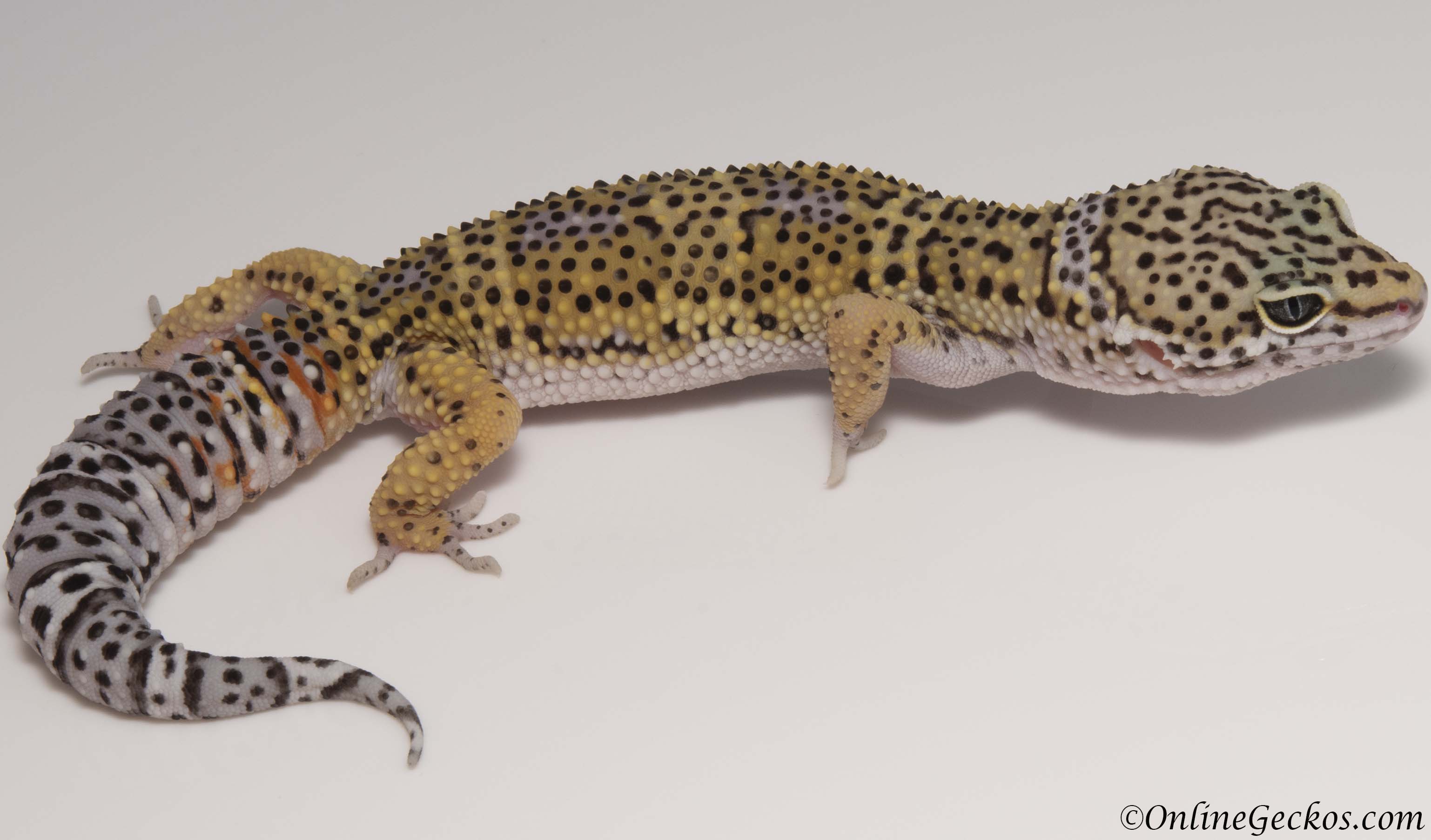 Sold - High Yellow het Radar Female Leopard Gecko For Sale M27F62081718F.