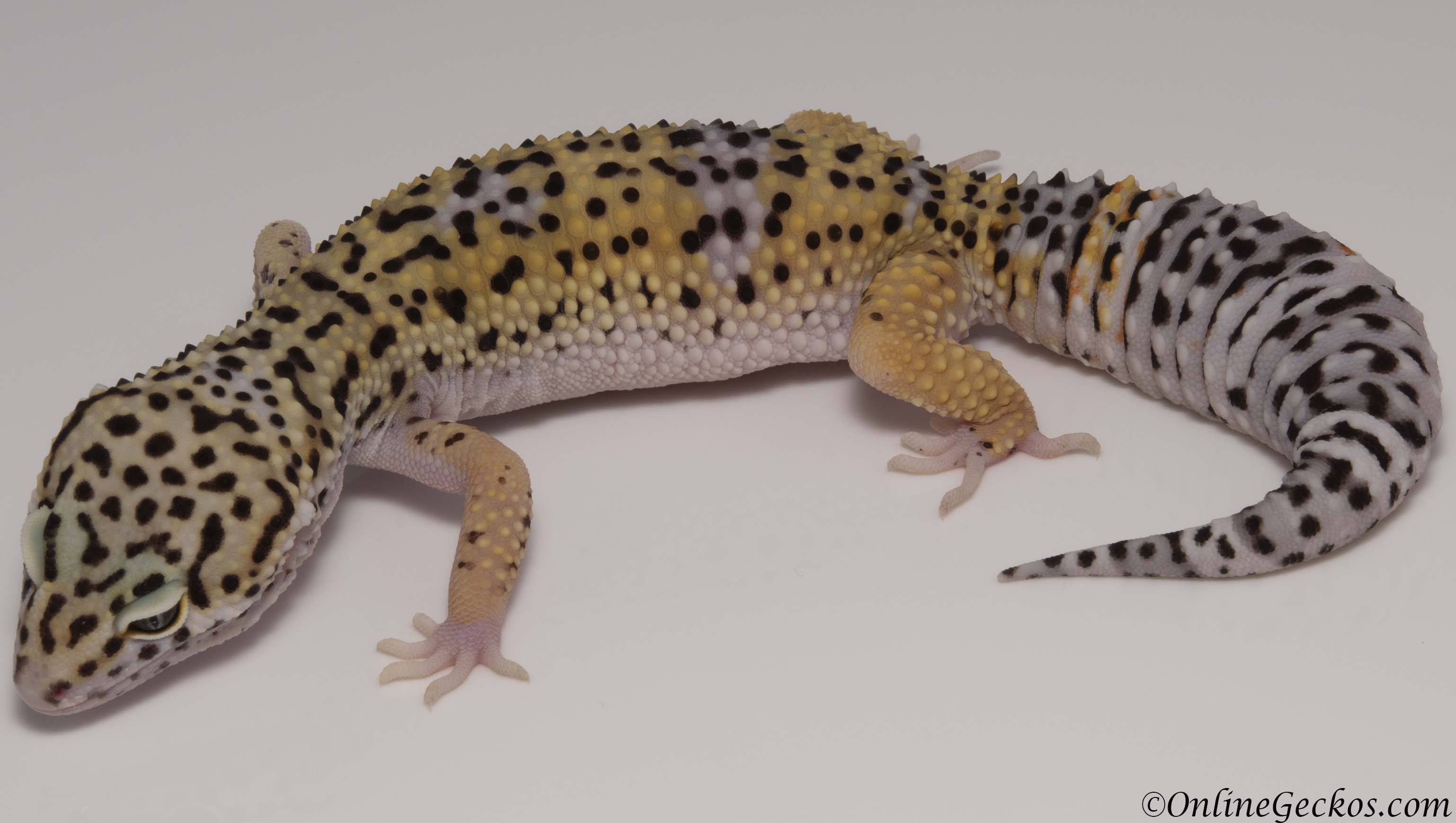 Sold - High Yellow het Tremper Albino Female Leopard Gecko For Sale M27F300...