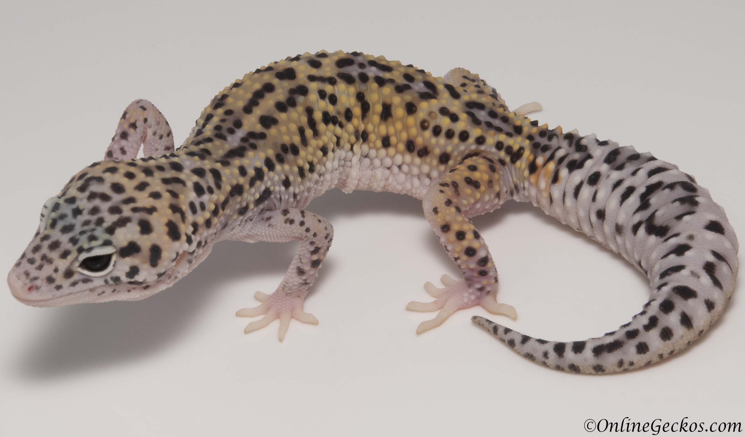 Eclipse with a Mack Snow Eclipse Leopard Gecko | Gecko Leopard Gecko ...