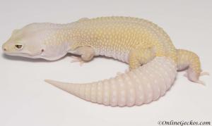 bell blazing blizzard het white knight leopard gecko for sale female