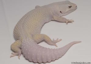 Sold - Bell Blazing Blizzard het White Knight Female Leopard Gecko For Sale BELLBB080815F