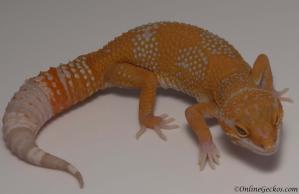 Sold - Blood Albino Female Leopard Gecko For Sale M20F69072618F