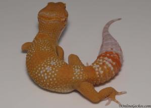 Sold - Blood Albino Male Leopard Gecko For Sale M20F69061418M