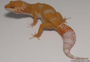 leopard gecko for sale blood albino male