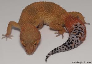 leopard gecko for sale blood tangerine female