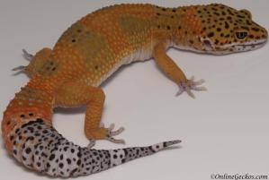 Sold - Blood Tangerine het Tremper Female Leopard Gecko For Sale M20F69072618F2