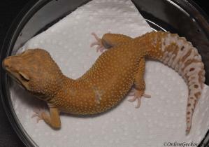 Sold - Giant Extreme Emerine Male Proven Breeder Leopard Gecko For Sale GEE092012M