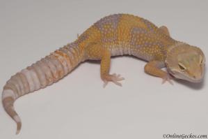 Sold - Giant Tangerine Tremper Albino het Raptor Female Leopard Gecko For Sale M25F51051818F