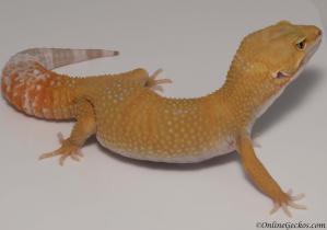 leopard gecko for sale giant tremper sunglow female
