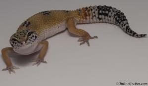 Sold - High Yellow het Tremper Albino Female Leopard Gecko For Sale M27F60062718F