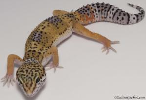 leopard gecko for sale high yellow female