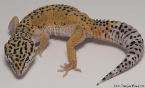 Leopard gecko for sale high yellow female