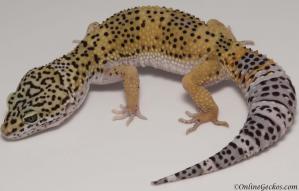 leopard gecko for sale high yellow female