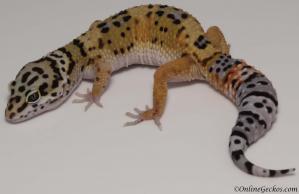 Sold - High Yellow het Tremper Albino Female Leopard Gecko For Sale M25F81070118F