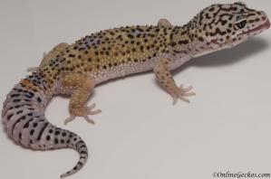 leopard gecko for sale high yellow het tremper female