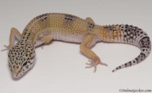 leopard gecko for sale high yellow het tremper female