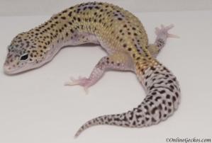 Sold - Mack Snow Eclipse Female Leopard Gecko For Sale M23F57061718F