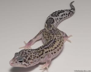 Sold - Mack Snow Eclipse Female Leopard Gecko For Sale M23F57063018F