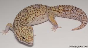 leopard gecko for sale radar het white knight female