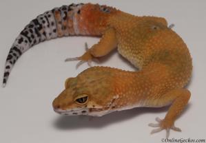 Sold - Tangerine Female Leopard Gecko For Sale M20F77072818F