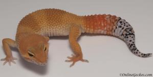 Leopard gecko for sale tangerine tornado female