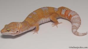 Sold - Tangerine Tremper Albino Female Leopard Gecko For Sale M25F41061718F
