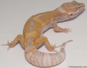 Sold - Tangerine Tremper Albino het Raptor Female Leopard Gecko For Sale M25F51070818F