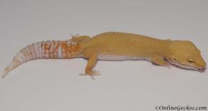 Sold - Tremper Sunglow Female Leopard Gecko For Sale M11F54062817F