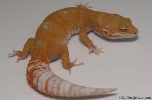 leopard gecko for sale tremper sunglow female