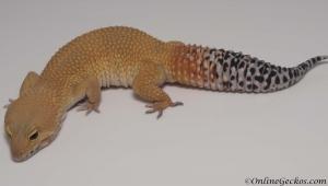 tangerine tornado leopard gecko for sale female