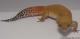 Sold - Blood Super Hypo het Tremper Albino Female Leopard Gecko For Sale M17F69092417F 1