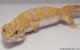 Sold - Giant Tangerine Tremper Albino Male Leopard Gecko For Sale M1F30091817F 1