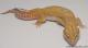 Sold - Giant Tangerine Tremper Albino Male Leopard Gecko For Sale M1F30091817F 2