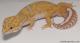 Sold - Giant Tangerine Tremper Albino Male Leopard Gecko For Sale M1F30091817F 3