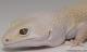 Sold - Bell Blazing Blizzard het White Knight Female Leopard Gecko For Sale F92090117F 1
