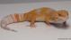 Sold - Blood Albino Female Leopard Gecko For Sale M20F69060618F 1