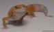 Sold - Blood Albino Female Leopard Gecko For Sale M20F69072618F 1