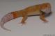 Sold - Blood Albino Male Leopard Gecko For Sale M20F69061418M 1