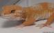 Sold - Blood Albino Male Leopard Gecko For Sale M20F69072818M 1