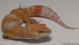 Sold - Blood Albino Male Leopard Gecko For Sale M20F69072818M