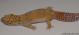 Sold - Blood Bell Albino het Radar Male Leopard Gecko For Sale BBELL0916M 1